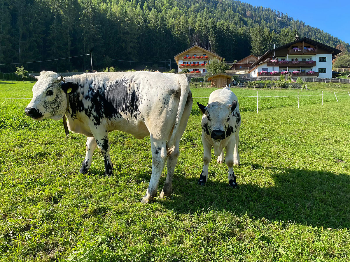 Kuh auf der Weide beim Alpegger in Terenten