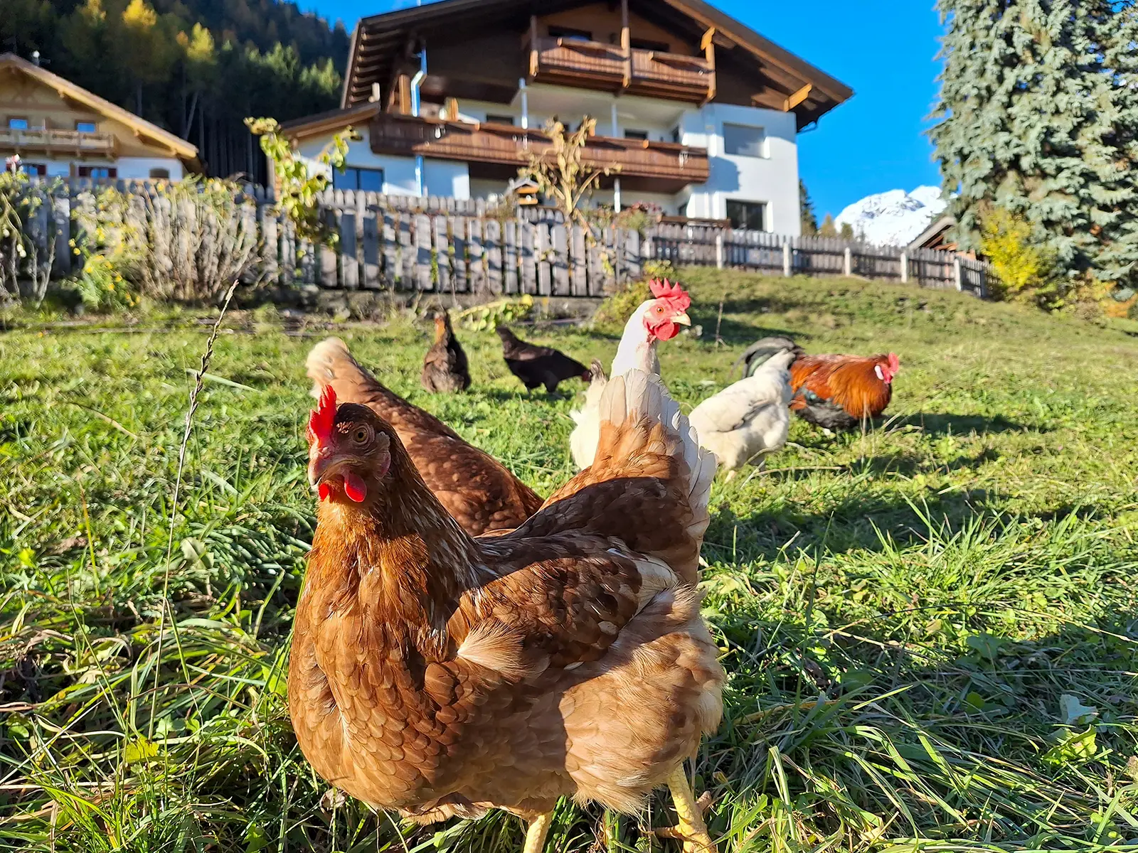 Glückliche Hennen am Bauernhof in der Natur
