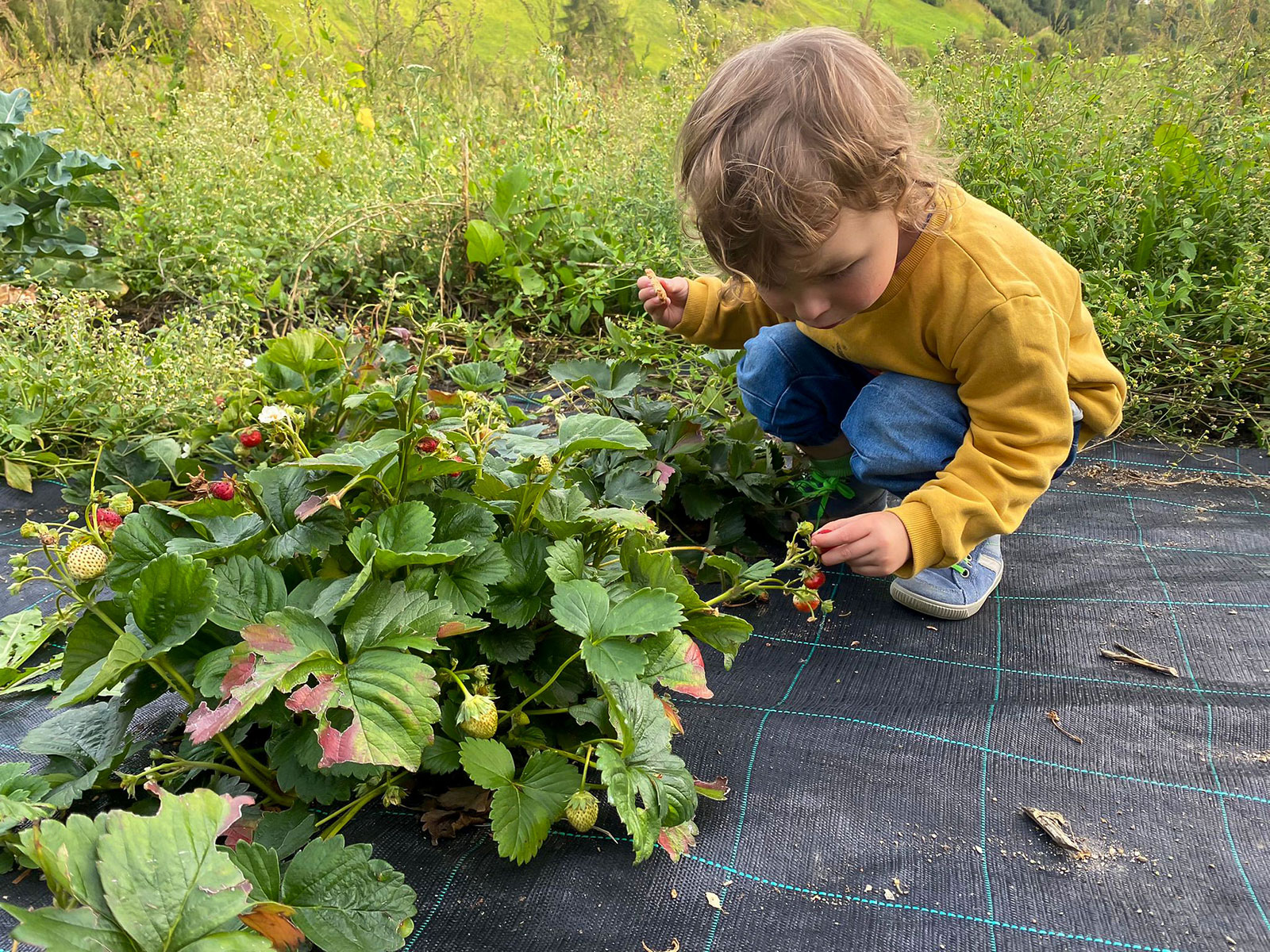 Kind beim Pflücken von Erdbeeren