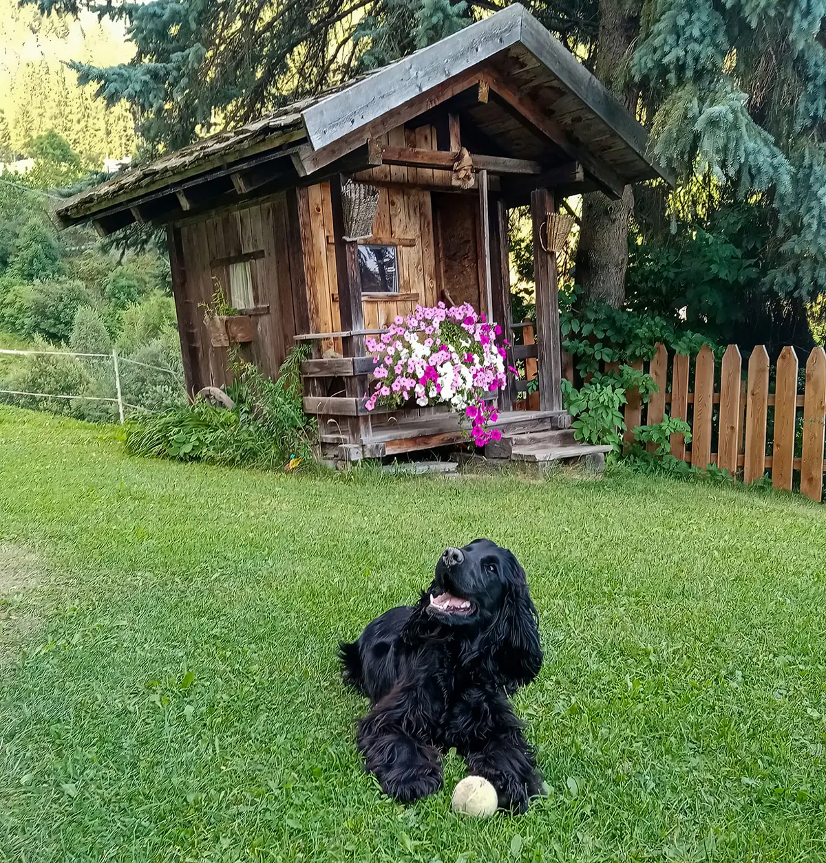 Unser Hund Balu beim Ballspielen im Garten