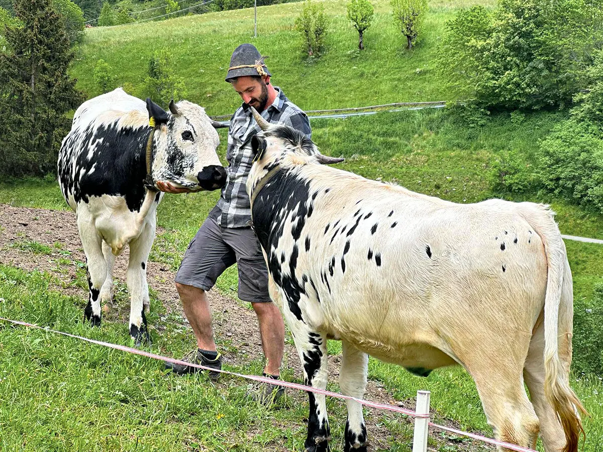 Bauer Georg mit seinen Kühen