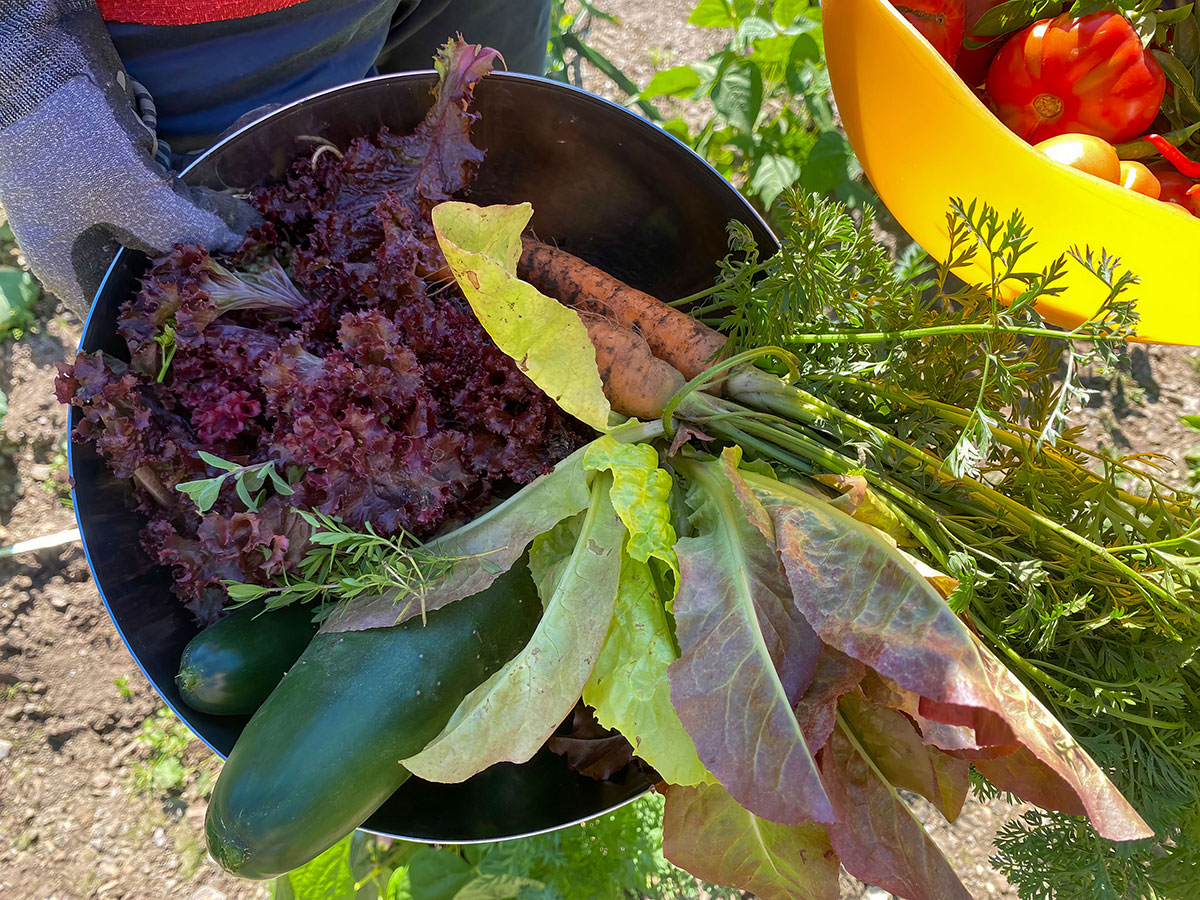 Gemüse aus dem Garten