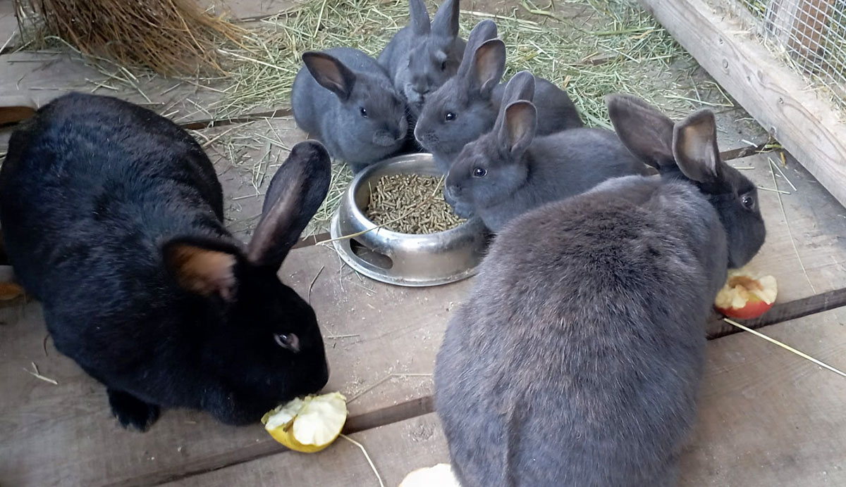 Unsere Kanikerl beim Essen