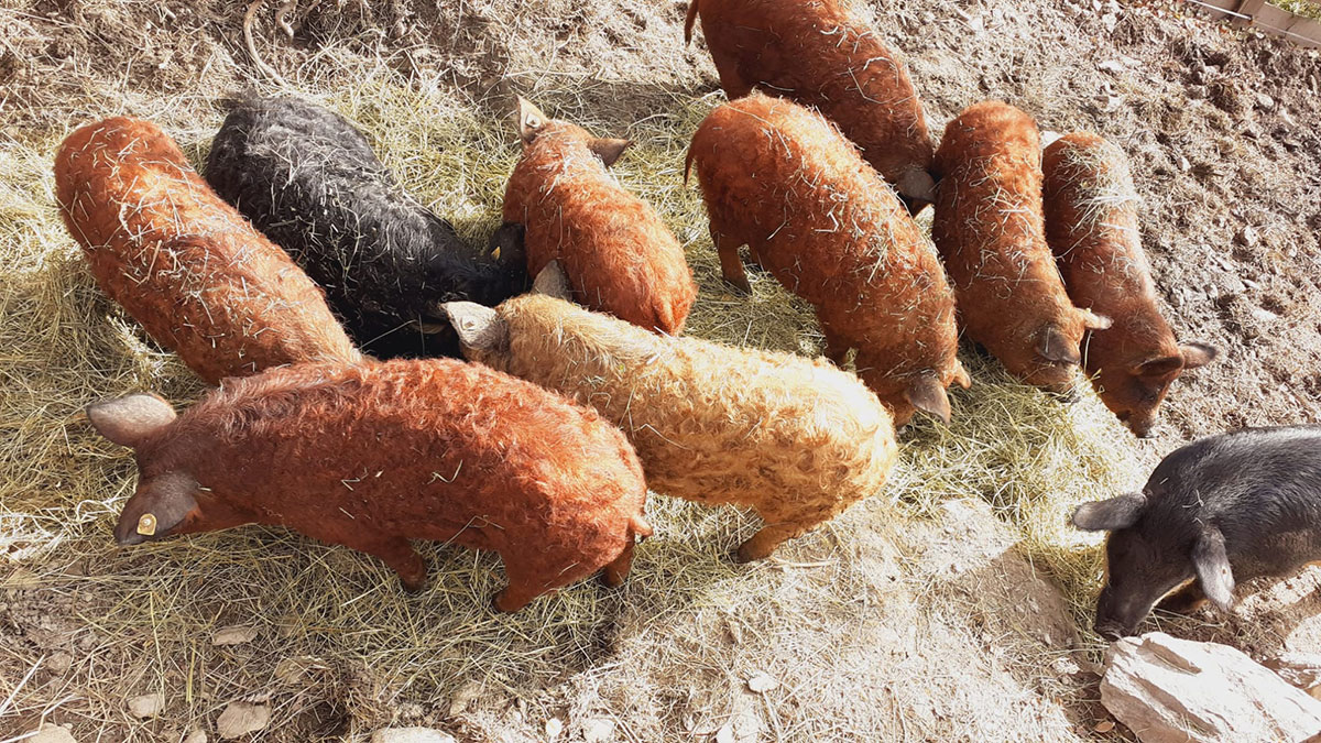 Swine Time: Fun on the Farm with Our Pigs