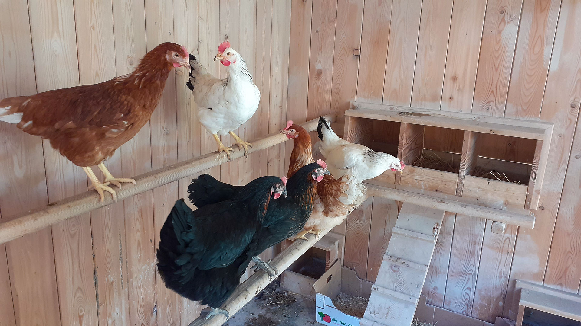 Sehr zufriedene Hühner auf unserem Bauernhof
