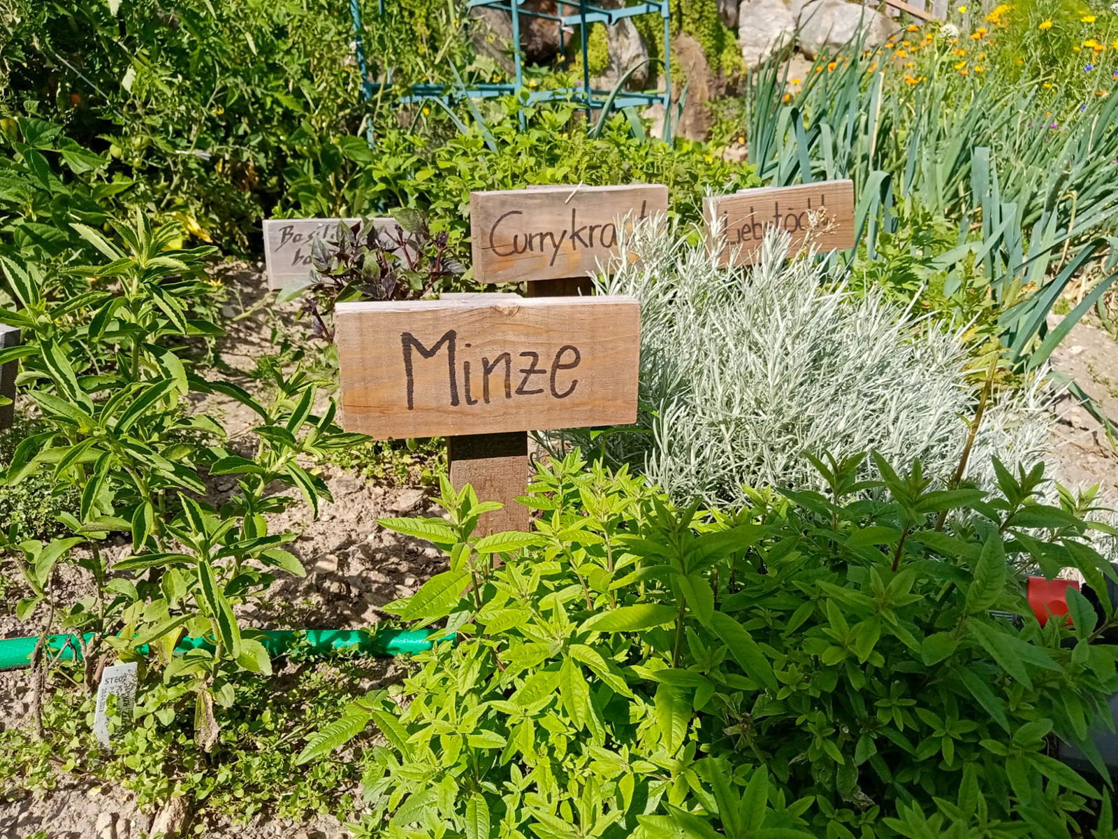 Herbs like our mint here