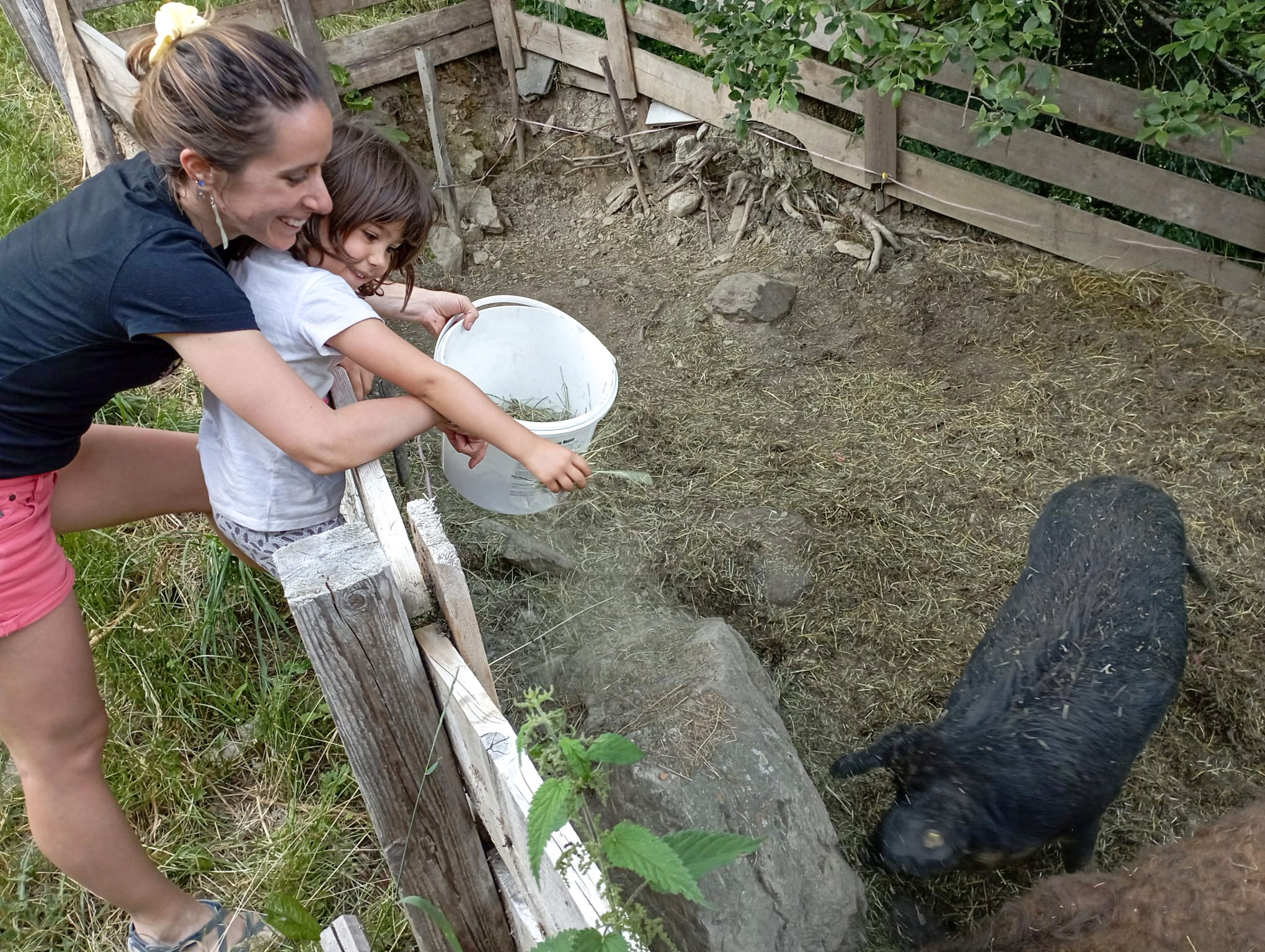 Feeding pigs in the afternoon.